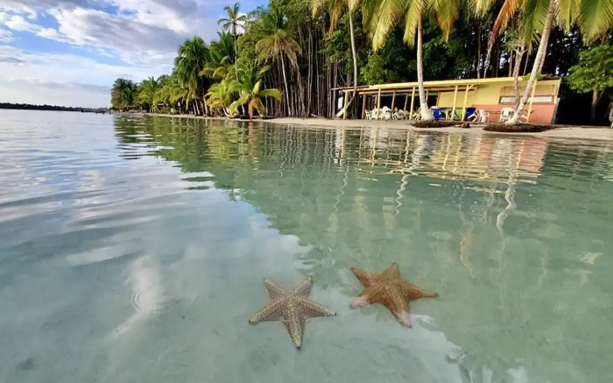 Starfish in shallow clear water at Starfish Beach in Bocas del Toro